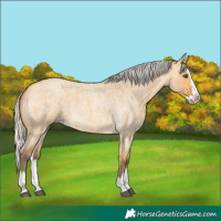 Horse Color:Silver Buckskin Roan Dun Splash 