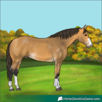 Horse Color:Buckskin 