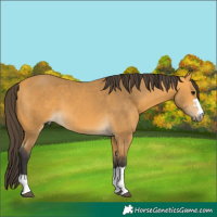 Horse Color:Buckskin 