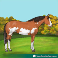 Horse Color:Bay Splash Frame 