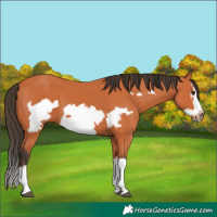 Horse Color:Bay Splash Frame