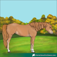 Horse Color:Chestnut 