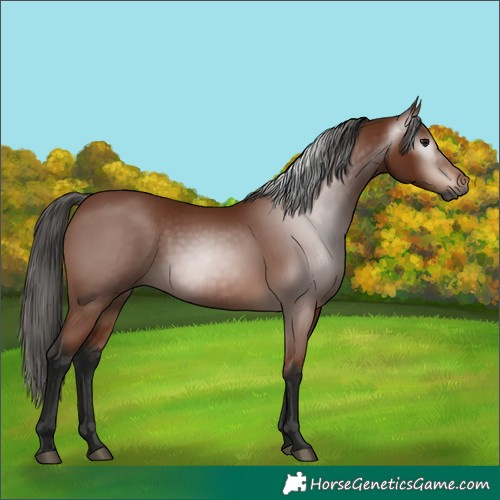 Horse Color:Gray Bay 