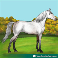 Horse Color:Gray Bay 