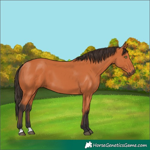 Horse Color:Bay 