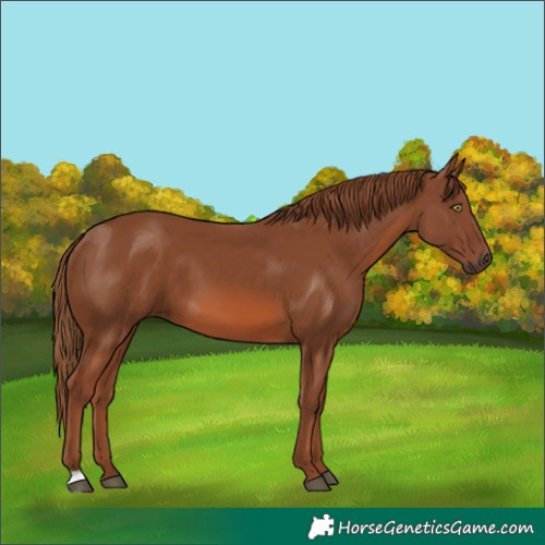 Horse Color:Chestnut 