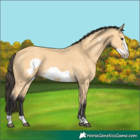 Horse Color:Buckskin Frame 