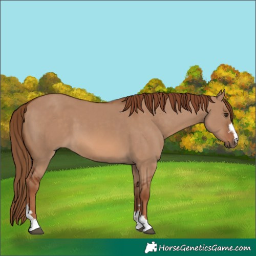 Horse Color:Red Dun 