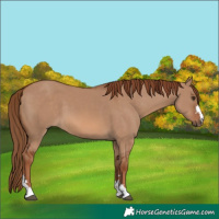 Horse Color:Red Dun 