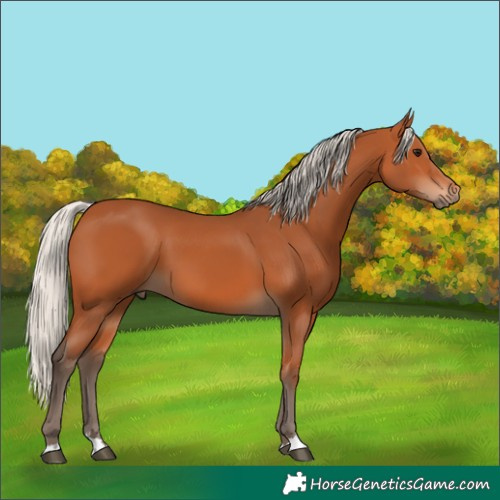 Horse Color:Silver Bay 