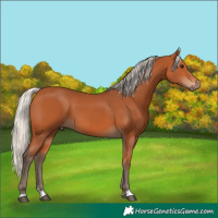 Horse Color:Silver Bay 
