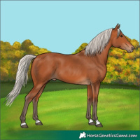 Horse Color:Silver Bay 