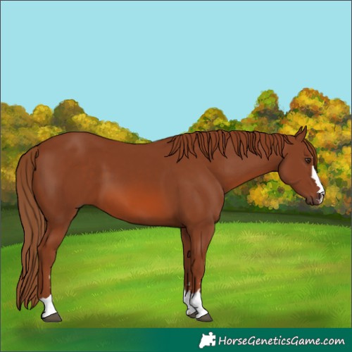 Horse Color:Chestnut 