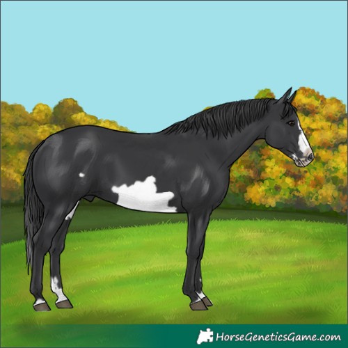 Horse Color:Black Splash Frame 
