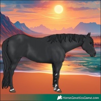 Horse Color:Black 