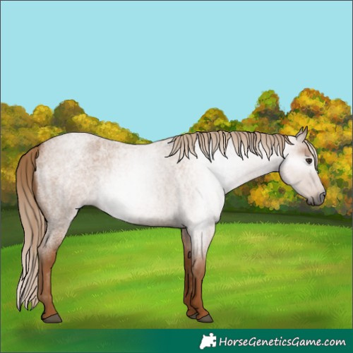 Horse Color:Gray Red Roan