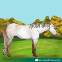 Horse Color:Gray Red Roan 