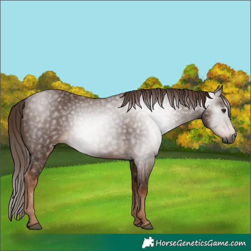 Horse Color:Gray Chestnut 
