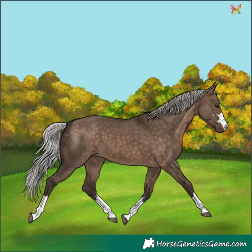 Horse Color:Silver Brown Dun 