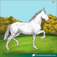 Horse Color:Silver Perlino Dun 