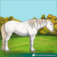Horse Color:Buckskin Roan Pearl  and Buckskin Roan Pearl Splash 