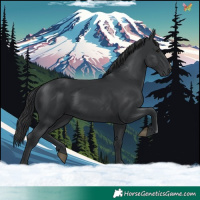 Horse Color:Black 