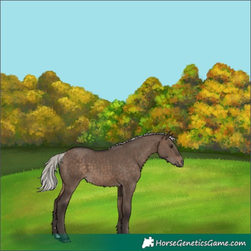 Horse Color:Silver Brown Dun 
