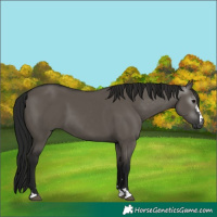 Horse Color:Gray Grullo 