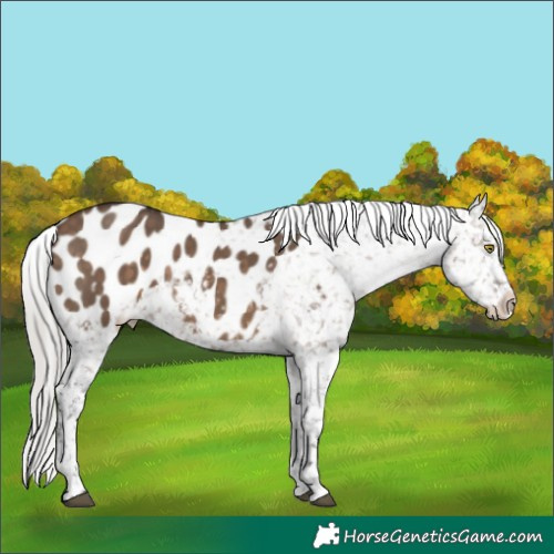 Horse Color:Silver Brown Dun Appaloosa