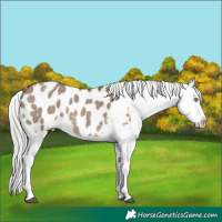 Horse Color:Silver Brown Dun Appaloosa 