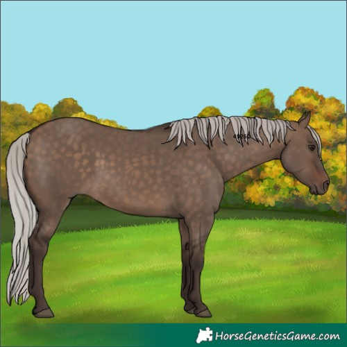 Horse Color:Silver Brown Dun 