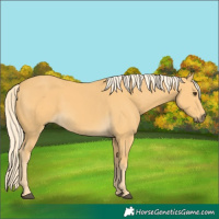 Horse Color:Palomino 