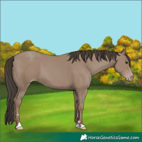 Horse Color:Classic Champagne