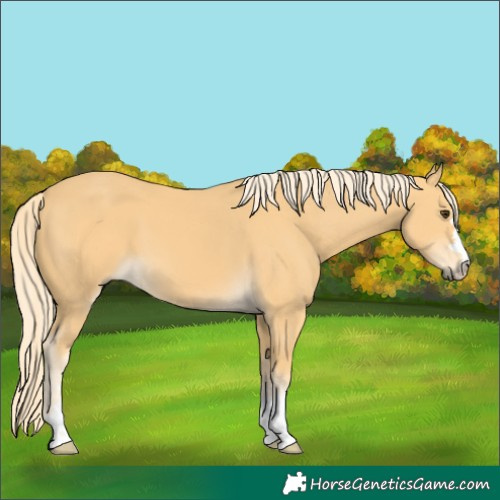 Horse Color:Palomino