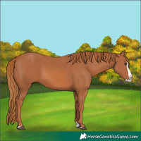 Horse Color:Chestnut Splash