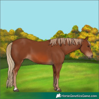 Horse Color:Chestnut 