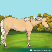 Horse Color:Palomino