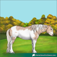 Horse Color:Silver Bay Dun Sabino Tobiano Frame Rabicano 