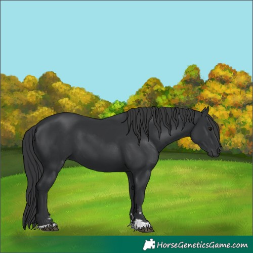 Horse Color:Black 
