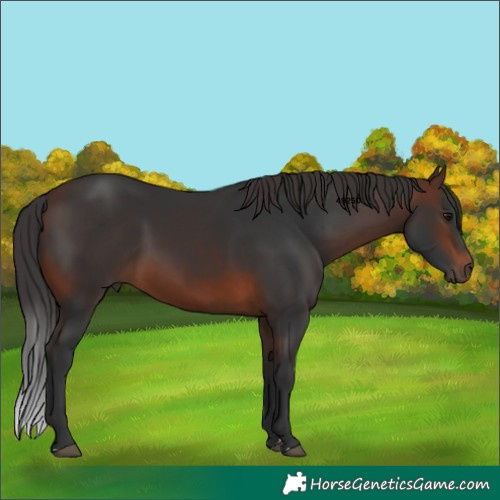 Horse Color:Brown 