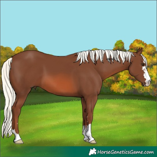 Horse Color:Chestnut Mushroom 