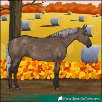 Horse Color:Silver Brown Dun 