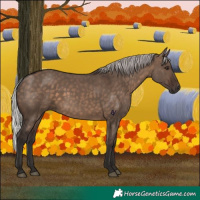 Horse Color:Silver Brown Dun 