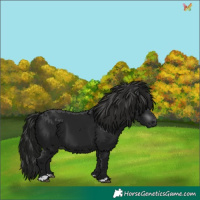 Horse Color:Gray Black 