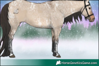 Horse Color:Bay Ice Dun 