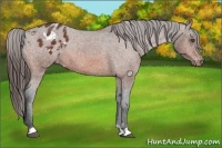 Horse Color:Bay Appaloosa