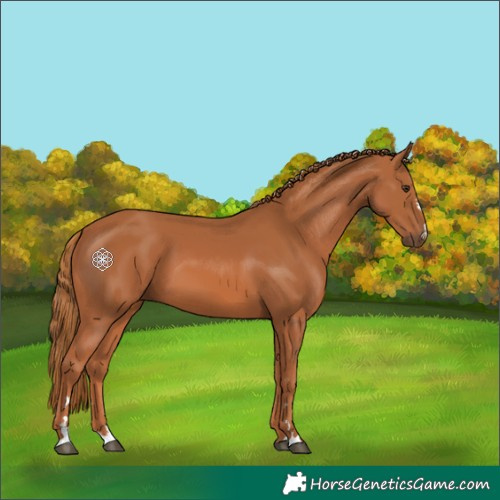 Horse Color:Chestnut 