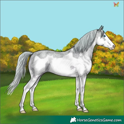 Horse Color:Silver Blue Roan Splash Frame 