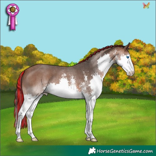 Horse Color:Painted Bay Sabino Splash 