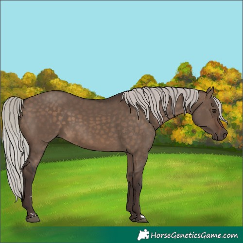 Horse Color:Silver Brown Dun 